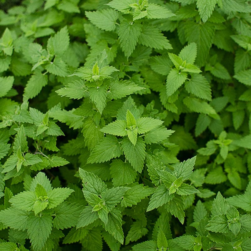 Green Catnip Seeds for Easy Planting
