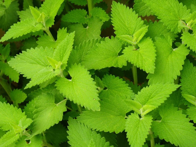 Green Catnip Seeds for Easy Planting