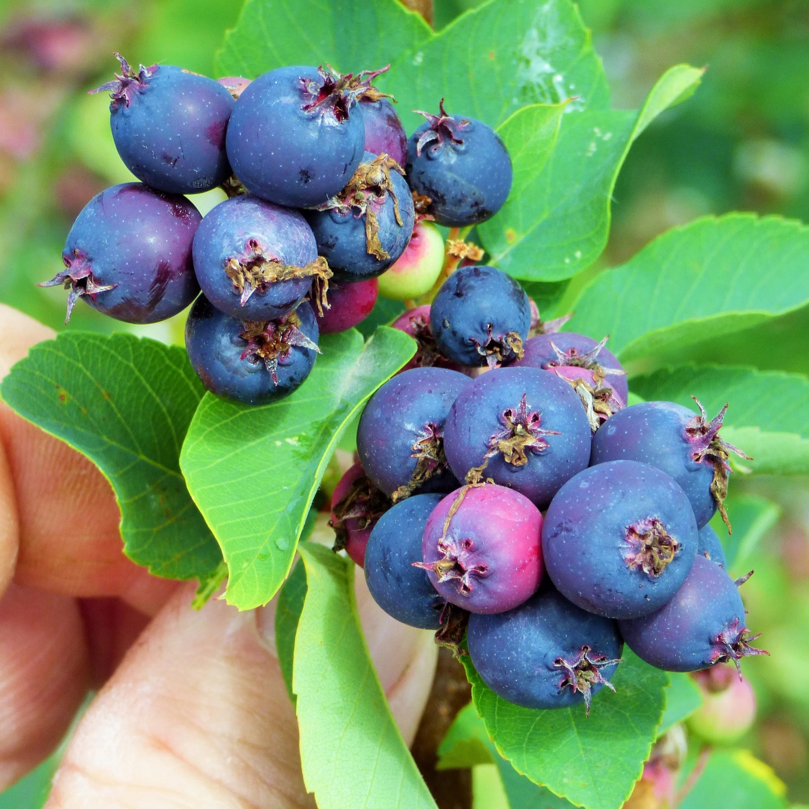 Saskatoon Fruit Seeds for Planting - Grow Your Own Berries