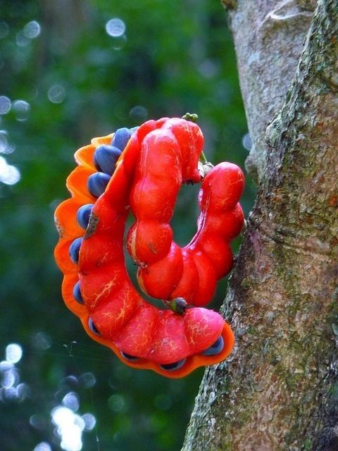 Red Scarlet Fruit Seeds for Planting  Vibrant & Delicious Garden Addition