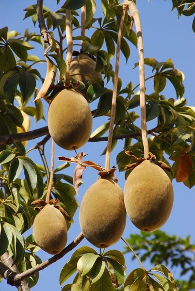 Baobab Tree Seeds: Planting Guide for Successful Growth