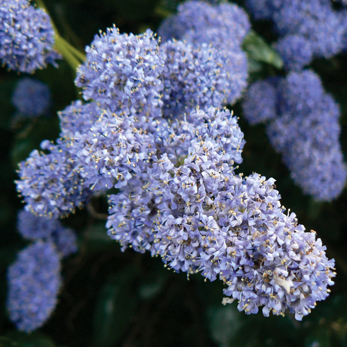 Integerrimus Flower seeds for Planting - Fragrant Blossoms, Heirloom & GMO Free Seeds for Home Garden