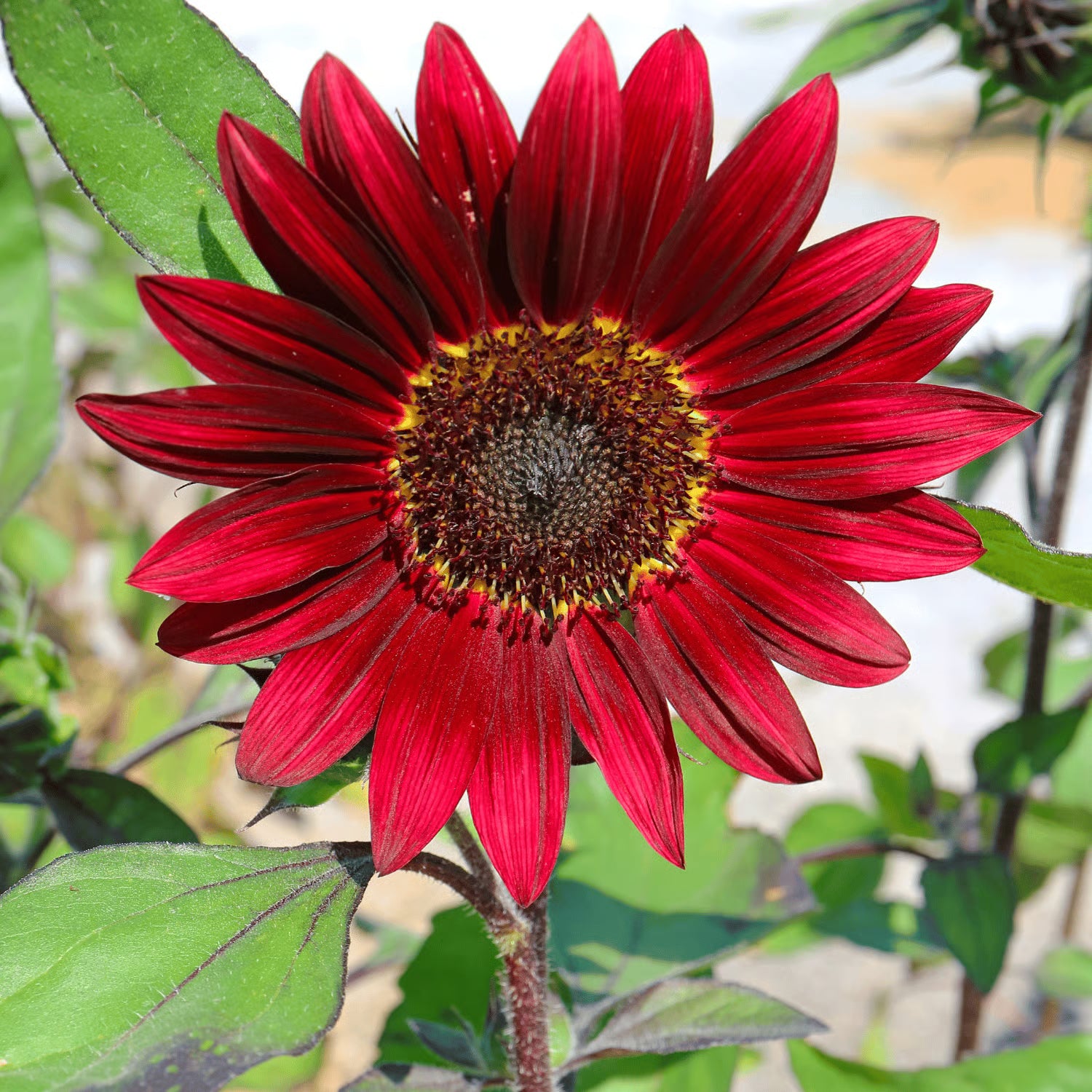 Red Sunflower Perennial Flower Seeds for Planting Garden Favorite Heirloom & GMO Free Seeds for Home Garden
 
 Sale