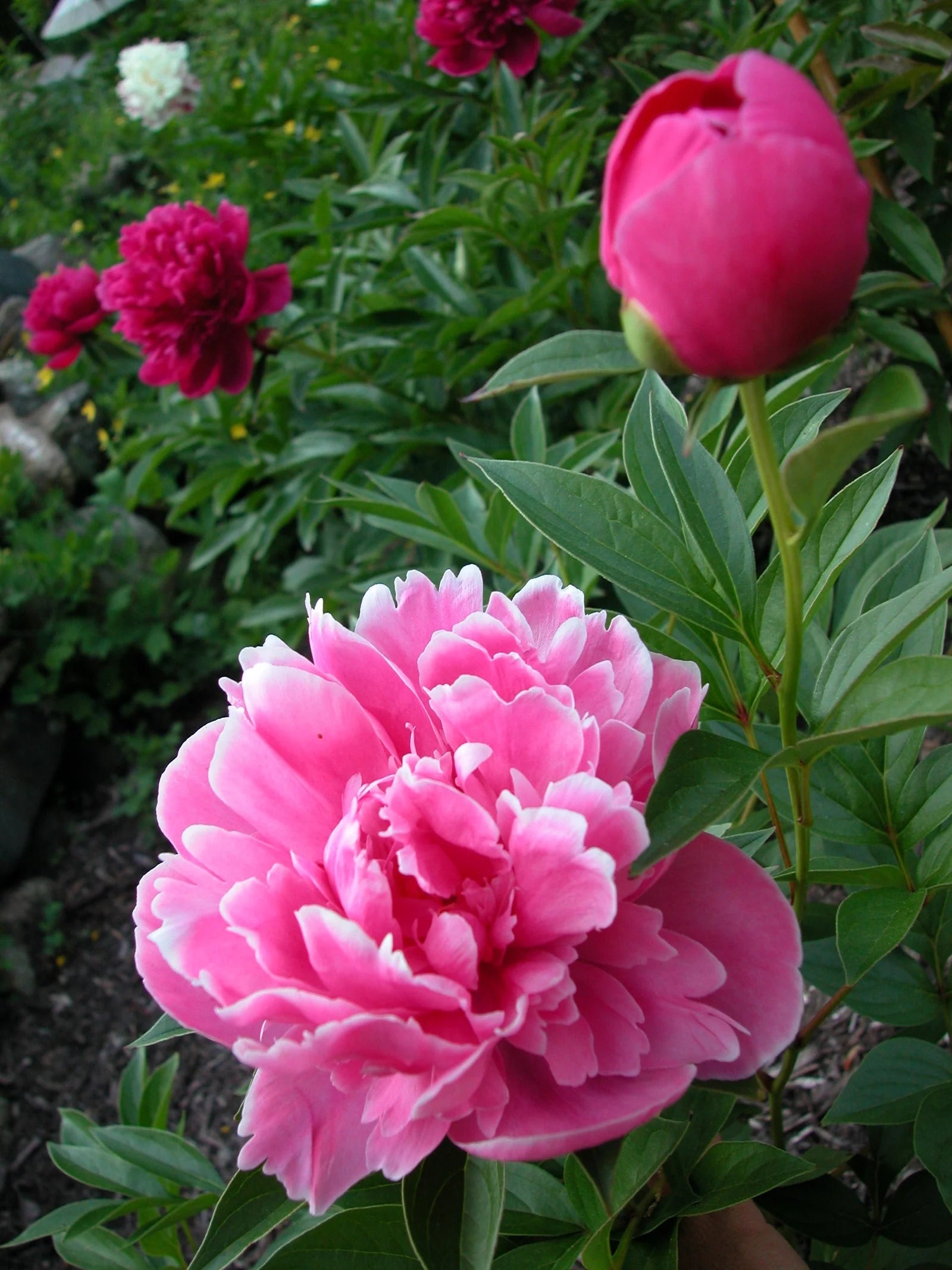 Pink Paeonia Flower seeds for Planting - Vibrant Colors, Heirloom & GMO Free Seeds for Home Garden