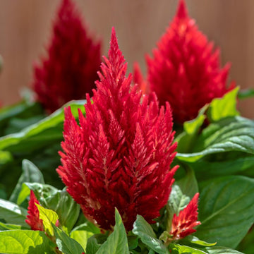 Buy Celosia Seeds Online – Celosia argentea Vibrant Red and Yellow Flowers