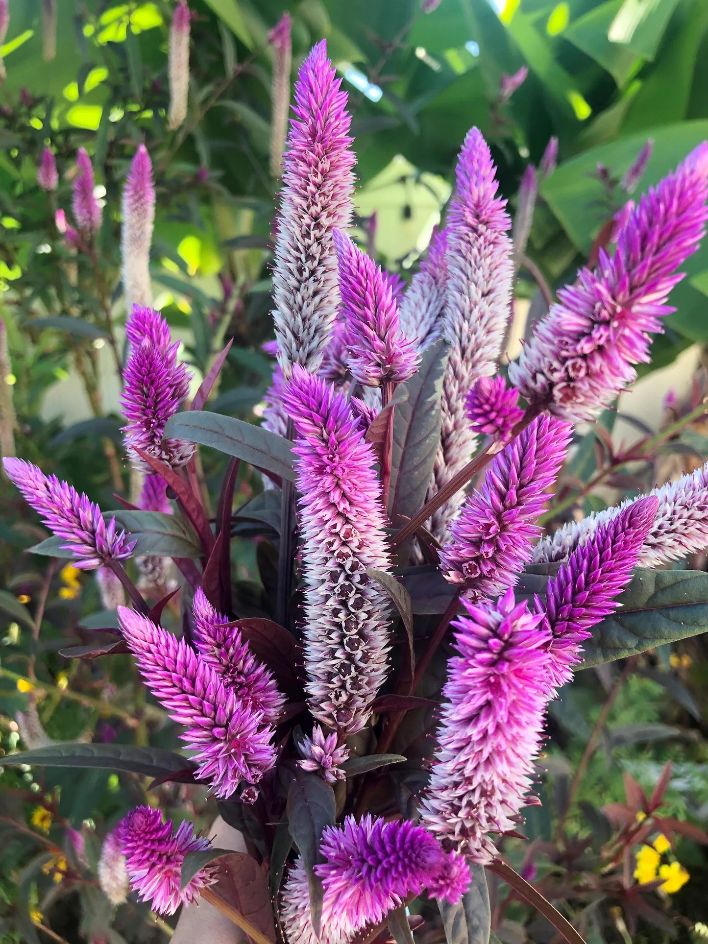 Purple Celosia Spicata Flower seeds for Planting - Easy to Grow, Heirloom & GMO Free Seeds for Home Garden