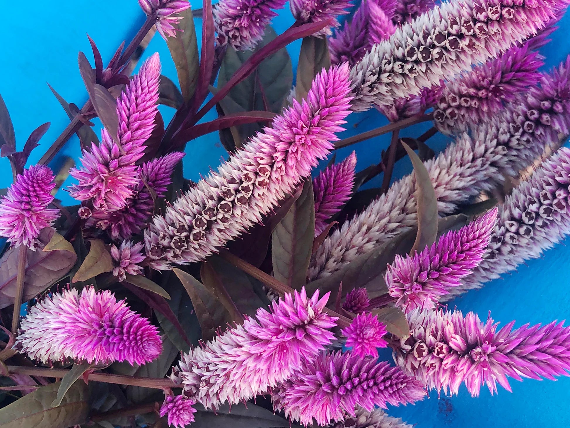 Purple Celosia Spicata Flower seeds for Planting - Easy to Grow, Heirloom & GMO Free Seeds for Home Garden
