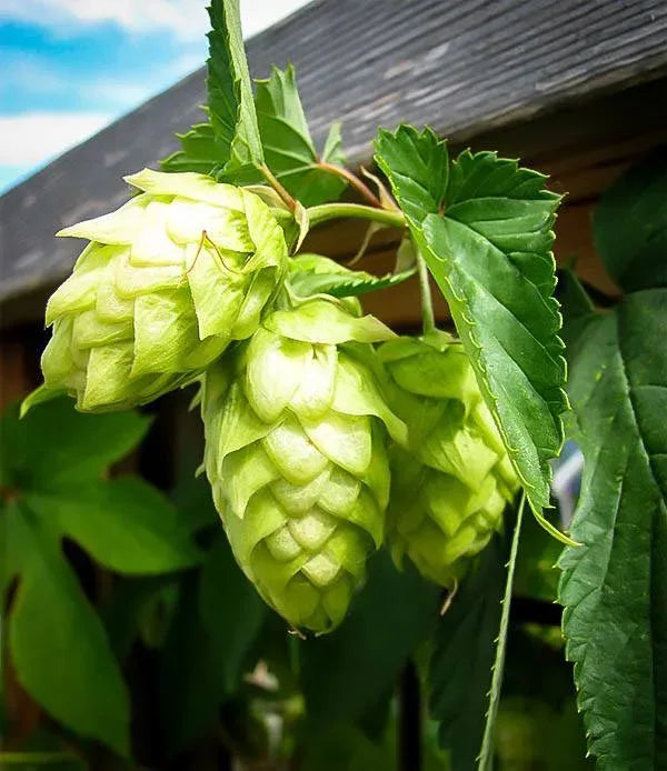 Dark Green Humulus Lupulus Flower seeds for Planting - Wildflower Mix, Heirloom & GMO Free Seeds for Home Garden