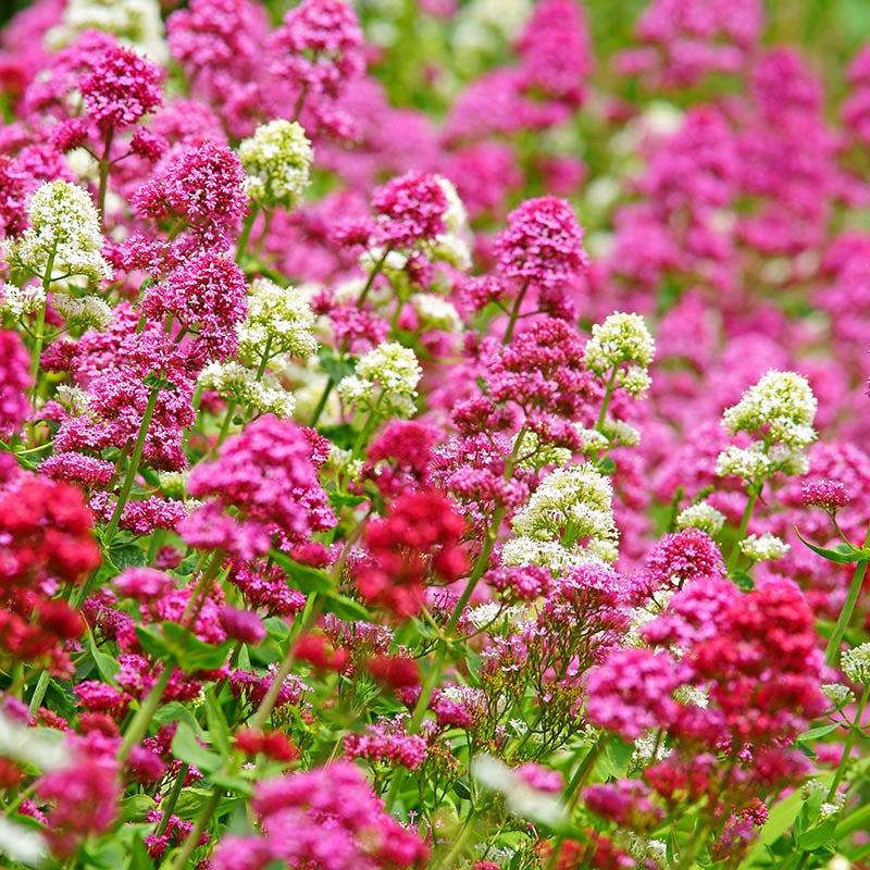 Mixed Jupiter's Flower seeds for Planting - Drought Tolerant, Heirloom & GMO Free Seeds for Home Garden