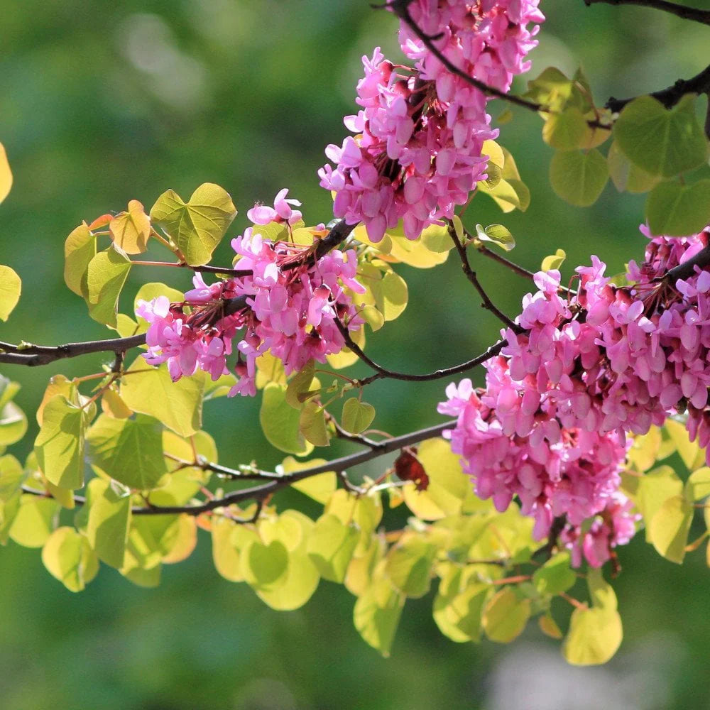 Heirloom Cercis Siliquastrum Flower seeds for Planting Easy to Grow Heirloom & GMO Free Seeds for Home Garden 
 
 Sale