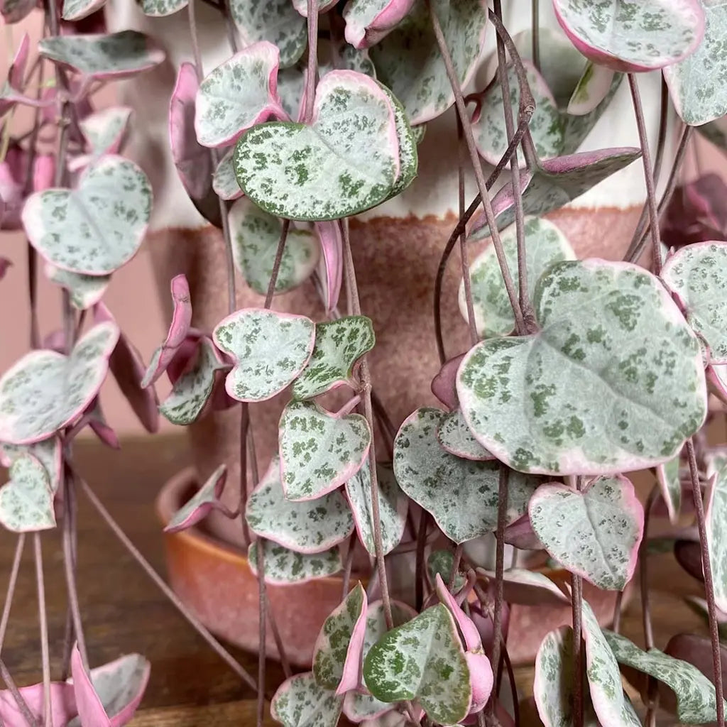 Ceropegia String of Hearts Pretty Pink Seeds Flower seeds for Planting - Low Maintenance, Heirloom & GMO Free Seeds for