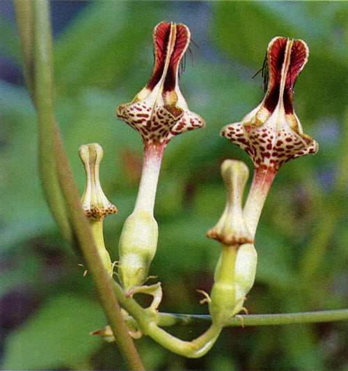 Ceropegia Seeds for Planting: Collectible Seed Packets
