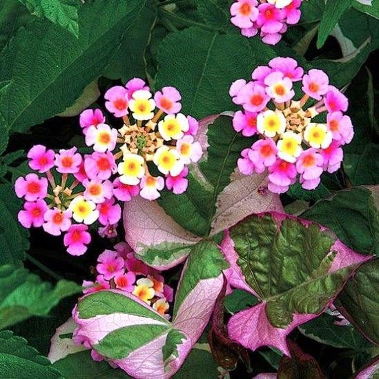 Mixed Lantana Camara Flower seeds for Planting - Garden Favorite, Heirloom & GMO Free Seeds for Home Garden