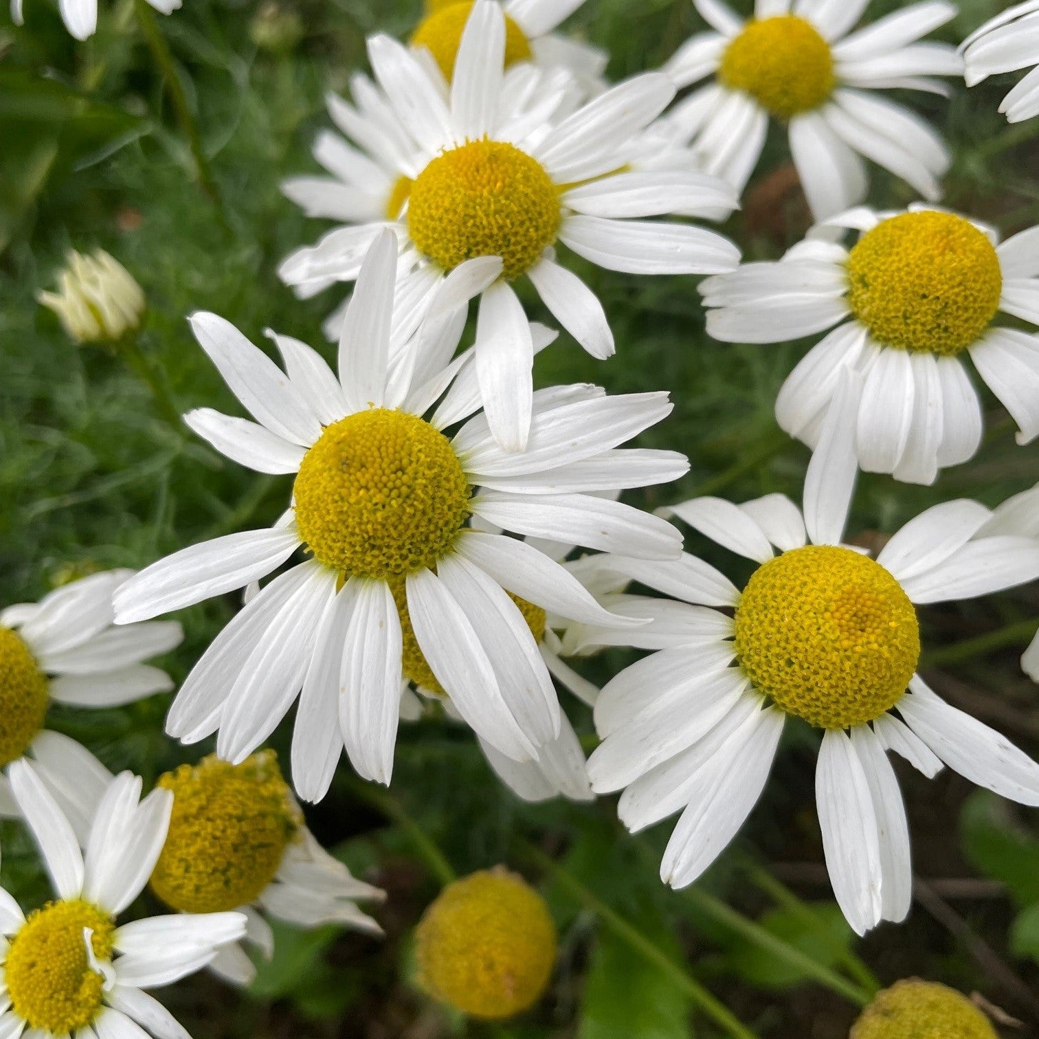 Chamomile Seeds – Organic Herbal Tea Flower for Home Gardens