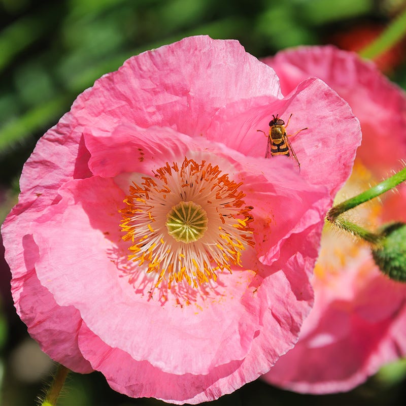 Pale Pink Iceland Flower seeds for Planting - Cottage Garden Essential, Heirloom & GMO Free Seeds for Home Garden