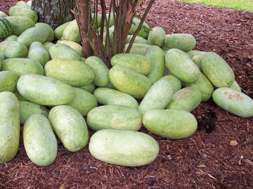 Charleston Gray Watermelon (Citrullus lanatus) seeds for planting