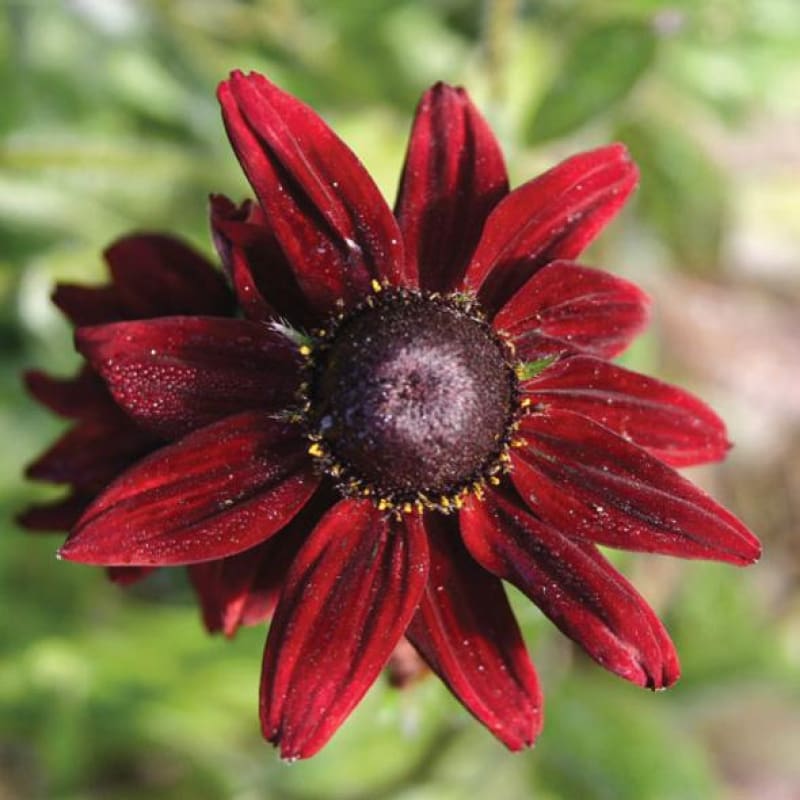 Red Rudbeckia Flower seeds for Planting - Compact Growth, Heirloom & GMO Free Seeds for Home Garden