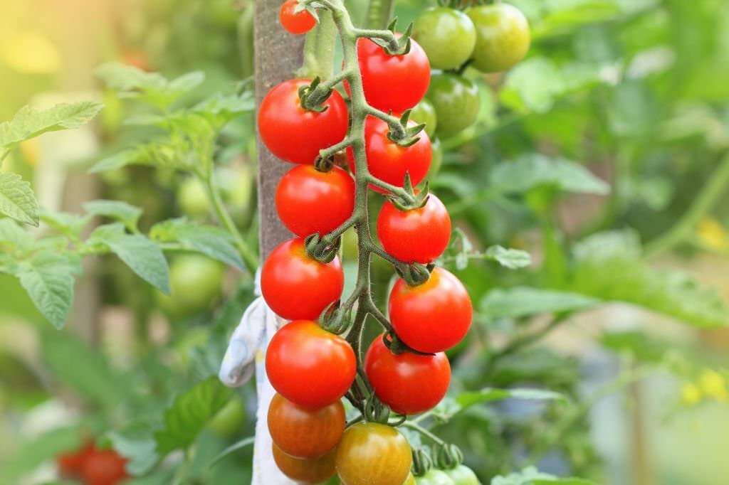 Cherry Tomato Solanum lycopersicum seeds for planting