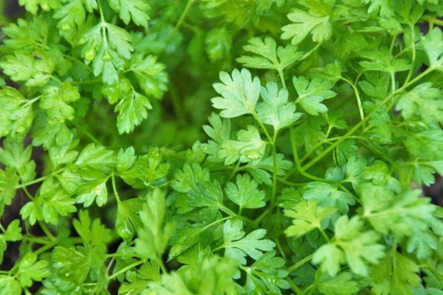 Chervil flowering herb grown from seeds with white blooms
