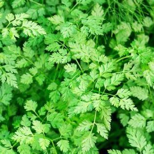 Chervil Herb Seeds – Organic French Parsley for Gourmet Cooking