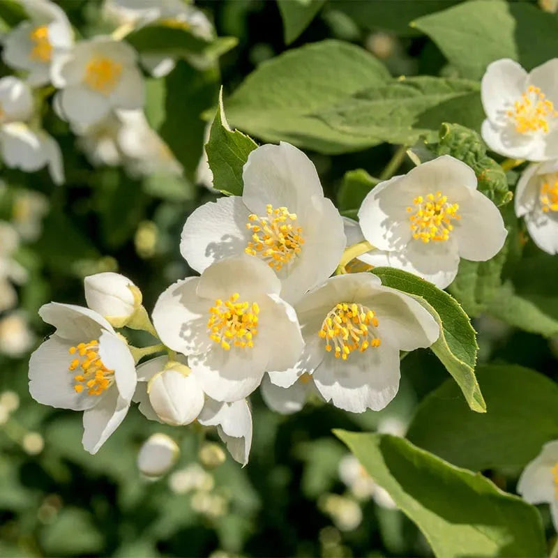 Philadelphus Coronarius Flower seeds for Planting - Perfect for Borders, Heirloom & GMO Free Seeds for Home Garden