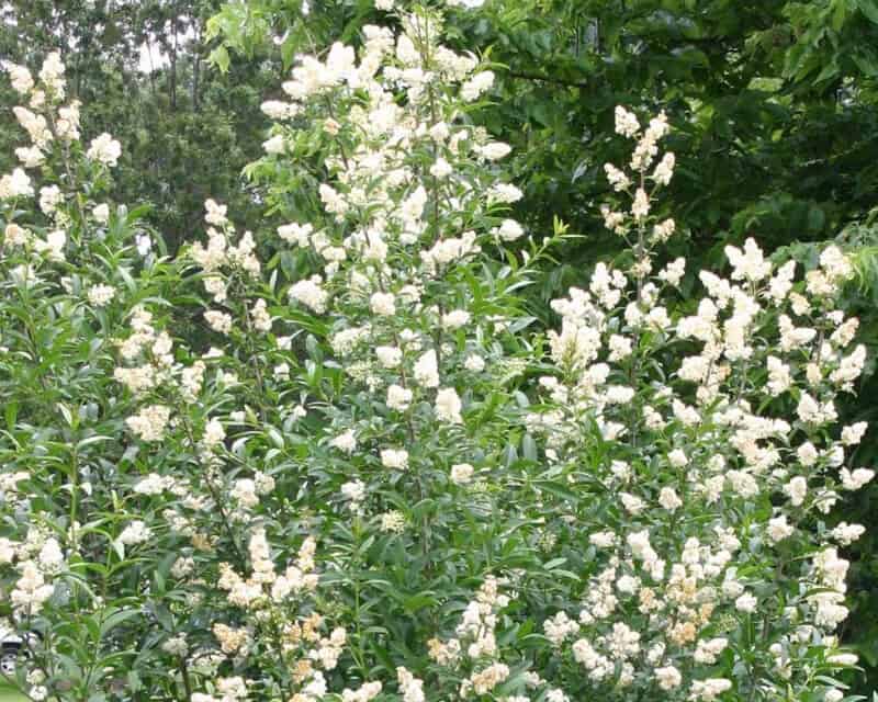 Pink Crape Myrtle Flower seeds for Planting - Colorful Display, Heirloom & GMO Free Seeds for Home Garden