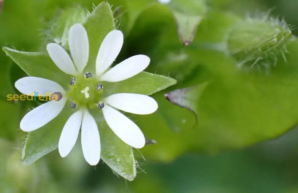 Chickweed Flower Planting Seeds  Perfect For Easy Gardening