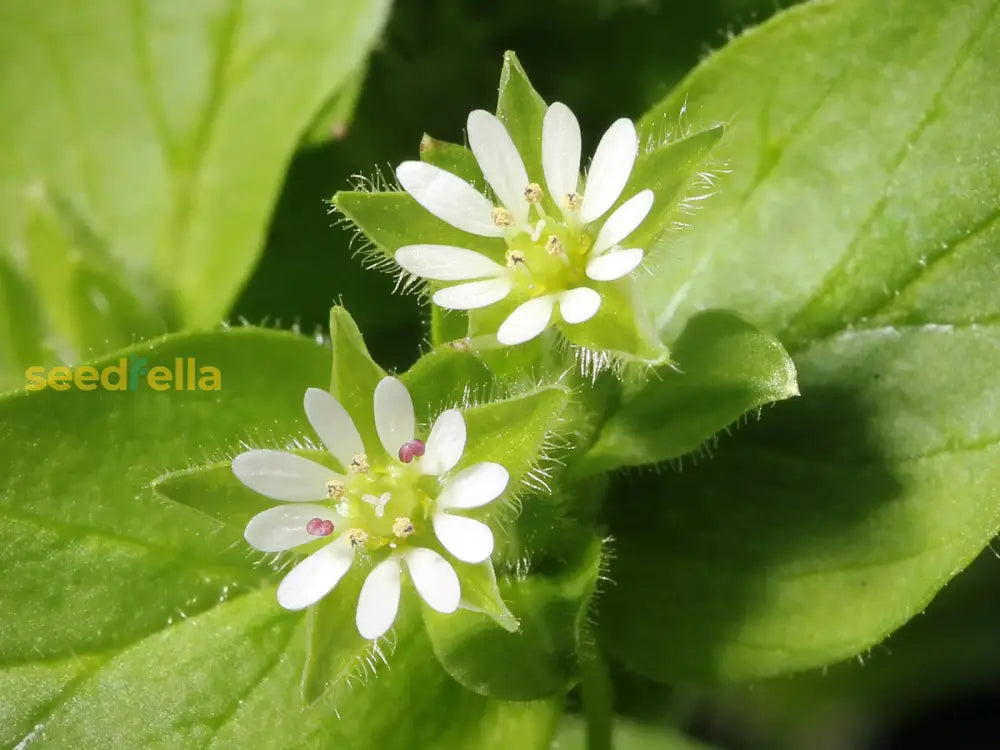 Chickweed Flower Planting Seeds  Perfect For Easy Gardening