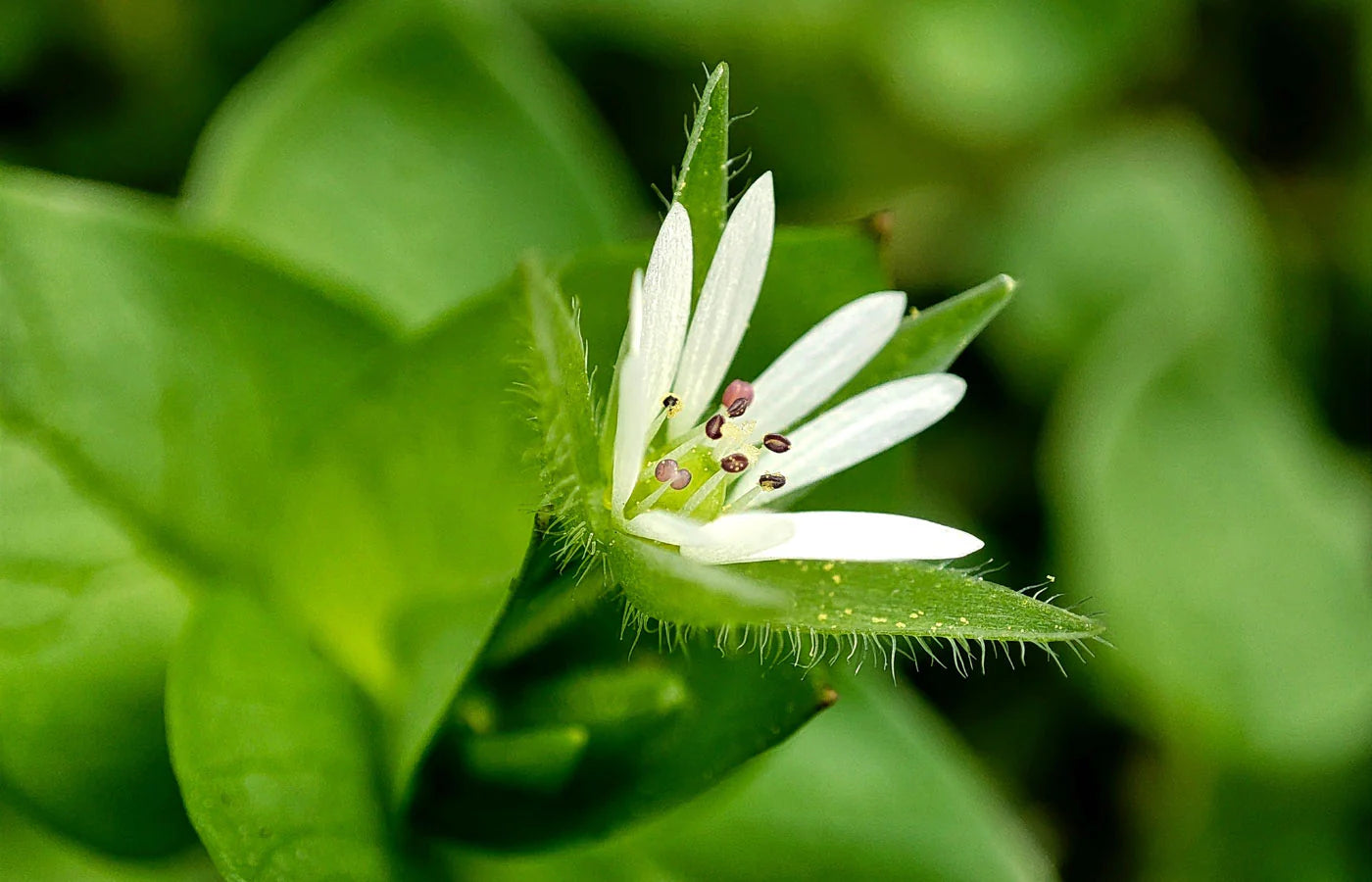 Chickweed Stellaria media Seeds for Planting in Herbal Garden