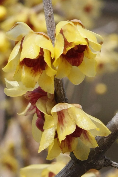 Wintersweet Fragrant Flower seeds for Planting Pollinator Friendly Heirloom & GMO Free Seeds for Home Garden