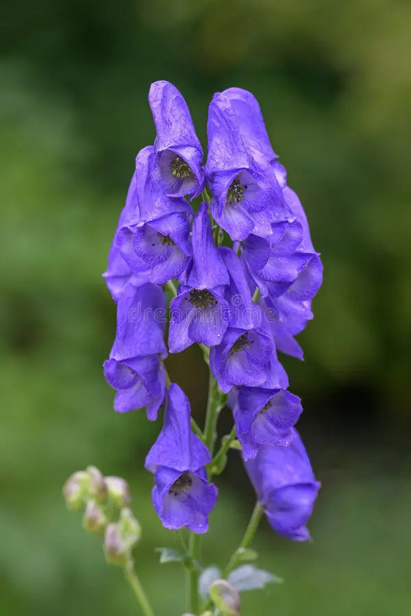 Blue Carmichaelii Flower seeds for Planting - Fragrant Blossoms, Heirloom & GMO Free Seeds for Home Garden