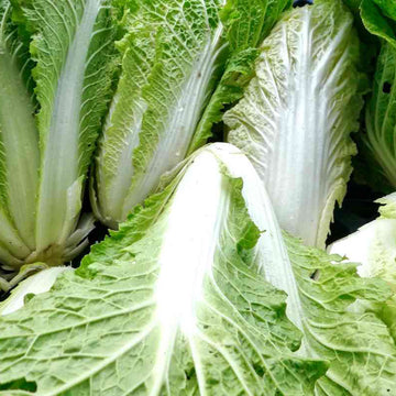 Chinese Cabbage Seeds – Fresh Non-GMO Napa Cabbage for Home Gardening