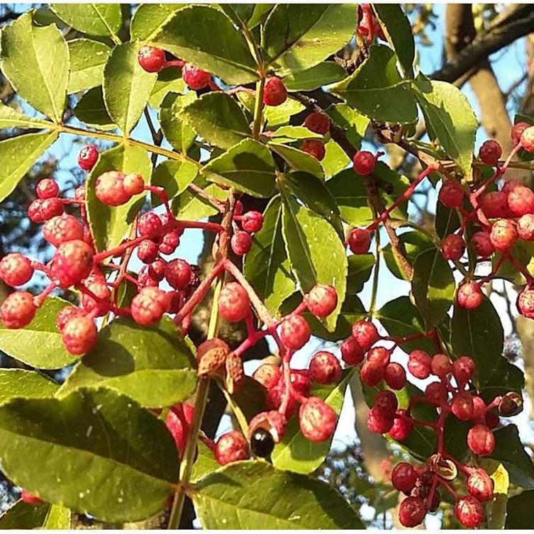 Chinese pepper seeds for planting Zanthoxylum simulans variety
