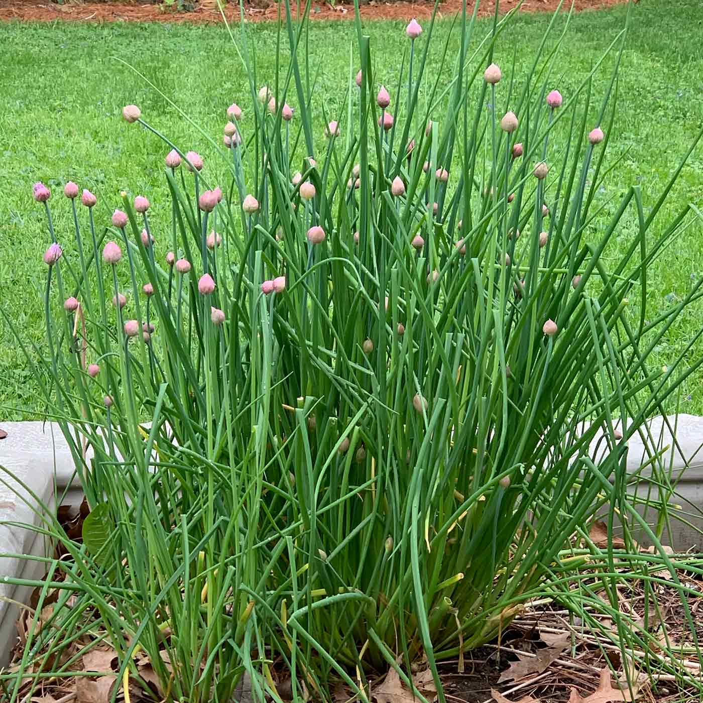 Chive Seeds for Home Planting