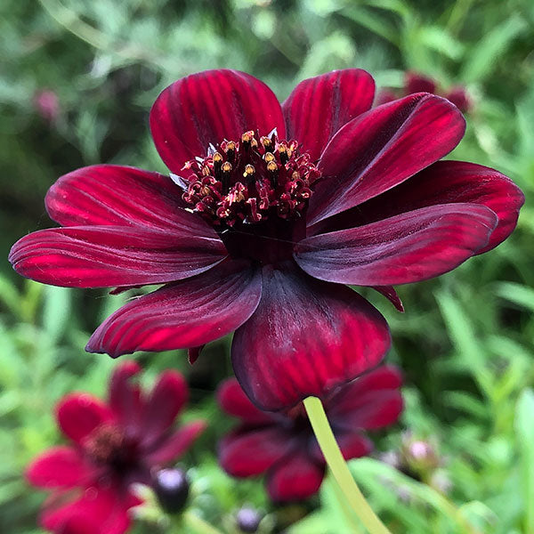 Chocolate Cosmos flower seeds from Evergrowseeds, showcasing dark-blooming cosmos flowers with deep, rich chocolate-colored petals.
