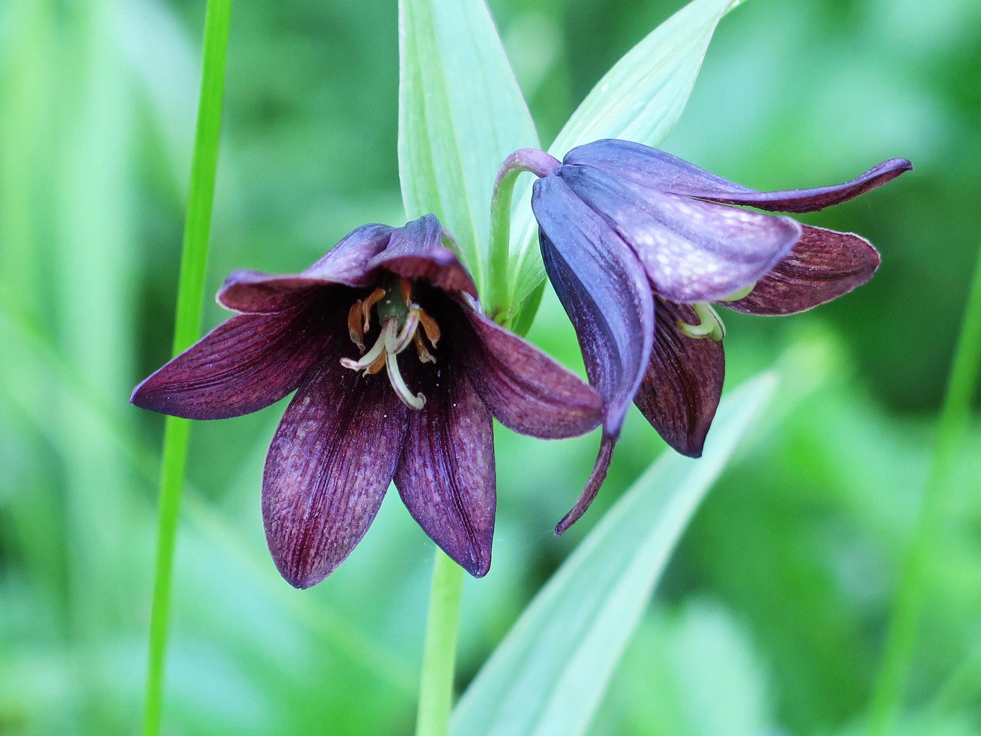 Chocolate Lilly Flower seeds for Planting - Easy to Grow, Heirloom & GMO Free Seeds for Home Garden