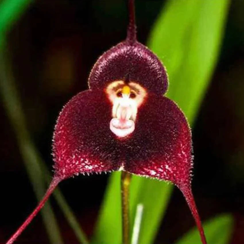Chocolate Monkey Orchid seeds for exotic indoor blooms
