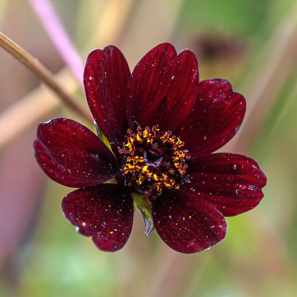 Chocolate Cosmos Seeds – Rare Non-GMO Fragrant Burgundy Flowers