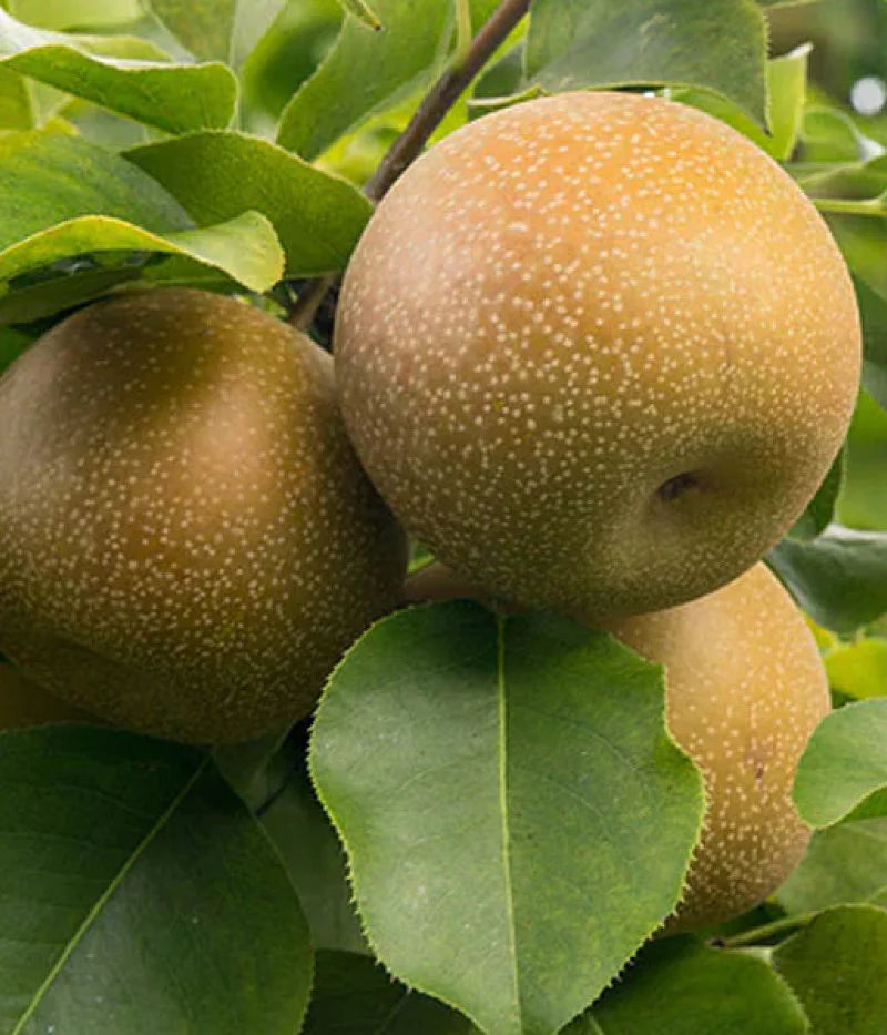 Brown Pyrus Pyrifolia Seeds for Planting