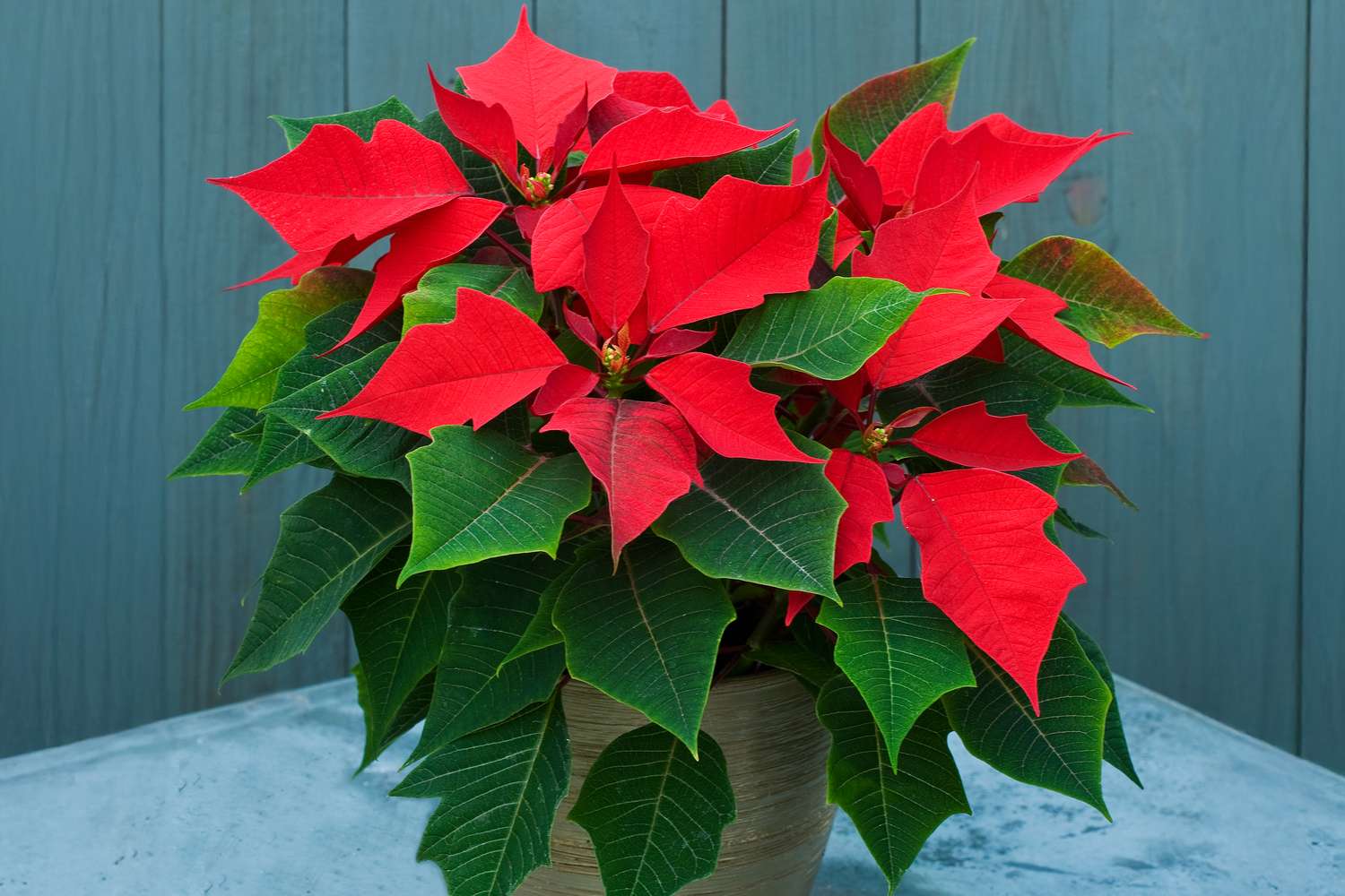 Green Poinsettia Perennial Flower seeds for Planting - Wildflower Mix, Heirloom & GMO Free Seeds for Home Garden