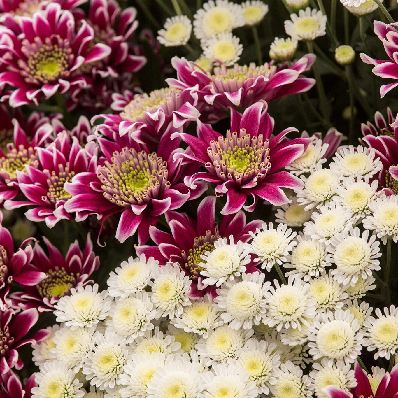 Heirloom Chrysanthemum Seeds – Non-GMO Multi-Colour Blooms for Home Gardens