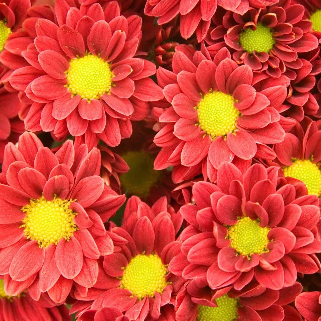 Chrysanthemum Multi-Colour Seeds – Organic Non-GMO Ornamental Garden Flowers