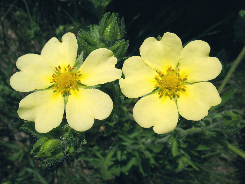 Cinquefoil Flower Plant Seeds – Vibrant Yellow Garden Flowers