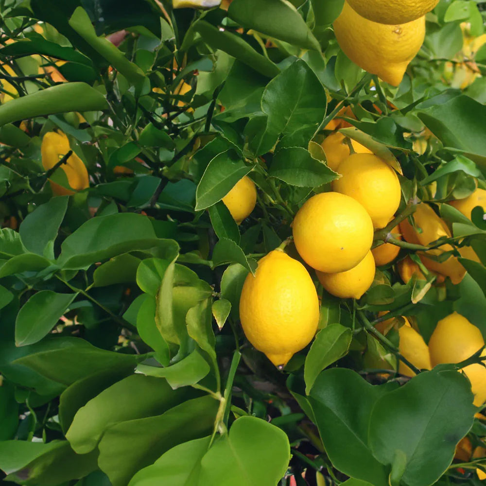 Ponderosa Lemon Tree Seeds for Planting - Grow Your Own Lemons