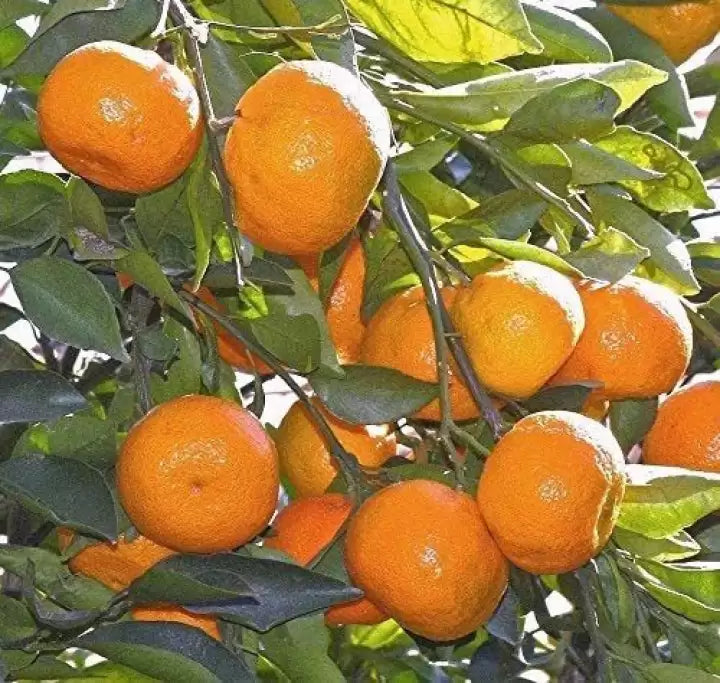 Orange Seeds - Yellow Sweet Citrus Variety for Easy Home Planting