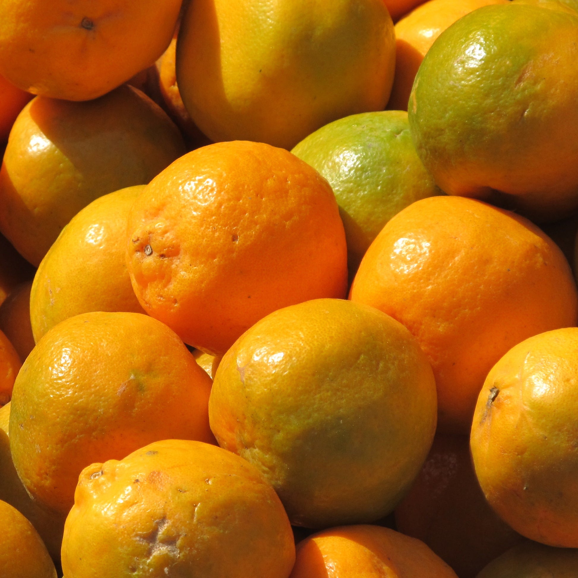 Organic Citrus sinensis Seeds – Juicy Orange Fruit Plant Variety