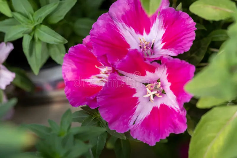 Pink Godetia Flower seeds for Planting - Pollinator Friendly, Heirloom & GMO Free Seeds for Home Garden