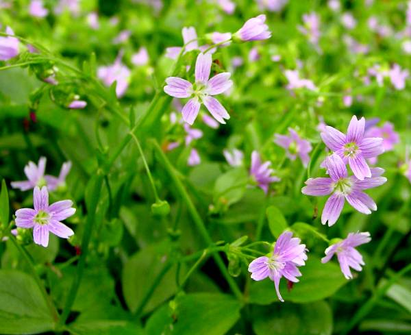 White Claytonia Sibirica Flower seeds for Planting - Compact Growth, Heirloom & GMO Free Seeds for Home Garden