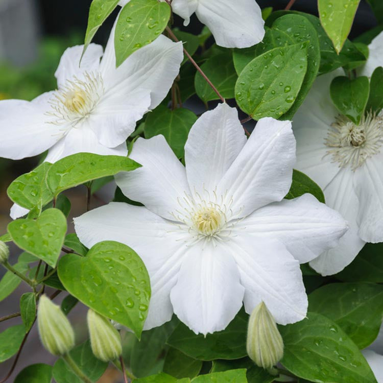 Clematis Flower seeds for Planting - Seasonal Bloomer, Heirloom & GMO Free Seeds for Home Garden