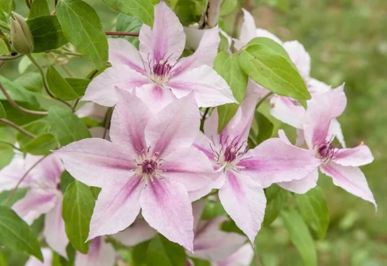 Pink Clematis Hybrid Flower seeds for Planting - Bright Blooms, Heirloom & GMO Free Seeds for Home Garden